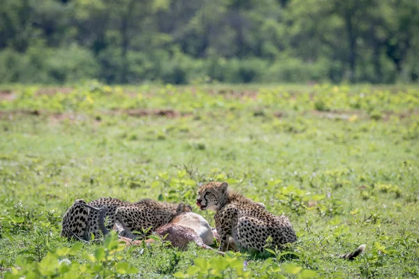 Ghepardi che si nutrono di un maschio Impala uccidere . — Foto Stock