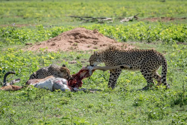 Cheetahs se nourrissant d'un mâle Impala tuer . — Photo