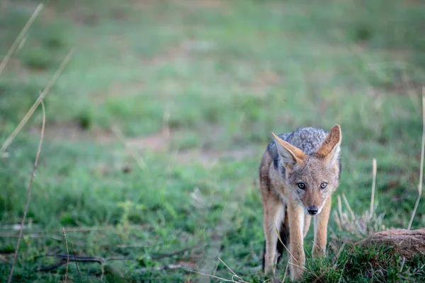 Black-backed jackal standing in the grass. — Stock Photo, Image