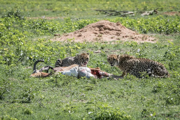 Çitalar erkek bir Impala besleme öldürmek. — Stok fotoğraf