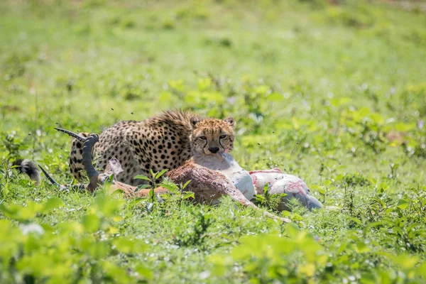 Cheetah feeding on a male Impala kill. — Stock Photo, Image