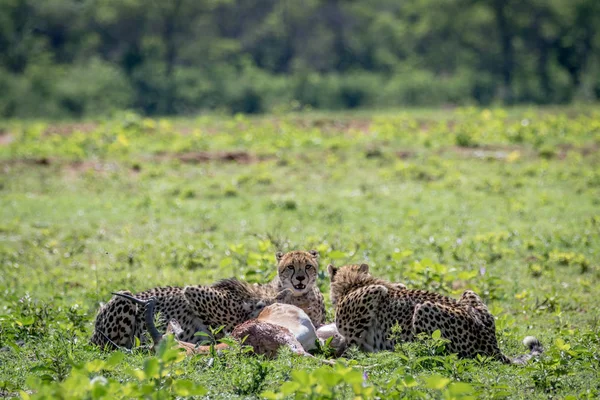Gepardi krmení na mužské Impala zabít. — Stock fotografie