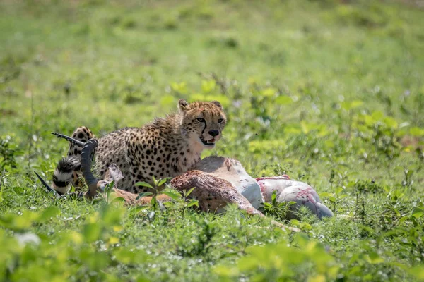 Gepárd táplálkozó férfi Impala-kill. — Stock Fotó