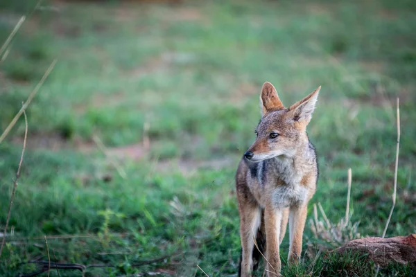 Schwarzrückenschakal steht im Gras. — Stockfoto