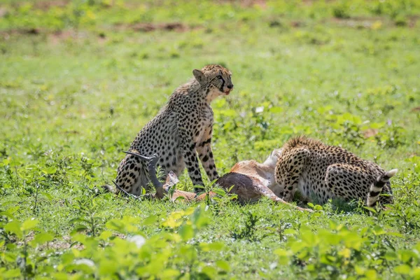 Gepardi krmení na mužské Impala zabít. — Stock fotografie