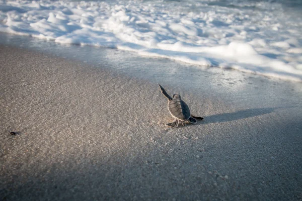 Baby Green sea turtle on the beach. — Stock Photo, Image