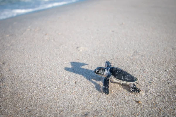 Bebé tortuga verde en la playa . —  Fotos de Stock