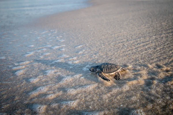 Bebê tartaruga marinha verde na praia . — Fotografia de Stock