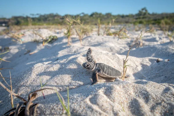 Bebé tortuga verde en la playa . — Foto de Stock