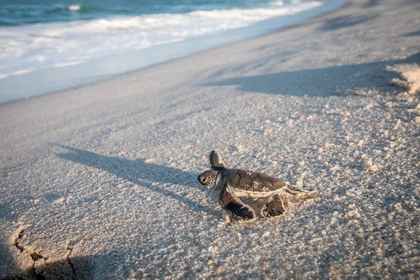 海滩上的绿海龟宝宝. — 图库照片
