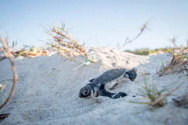 Baby Green sea turtle on the beach. — Stock Photo, Image