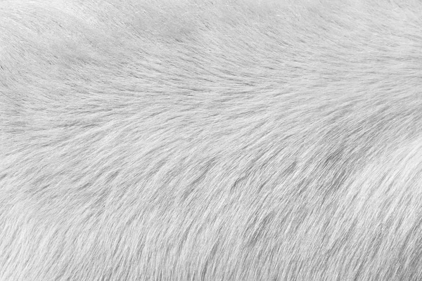 Tatlı beyaz saç doku beyaz at kılı kürk.