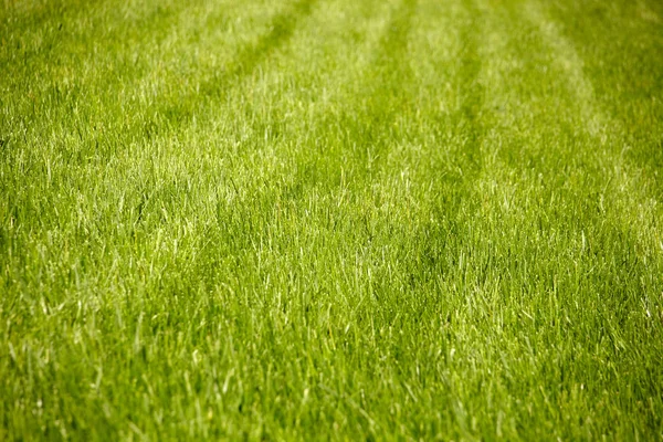 Campo o prado con hierba fresca verde . — Foto de Stock