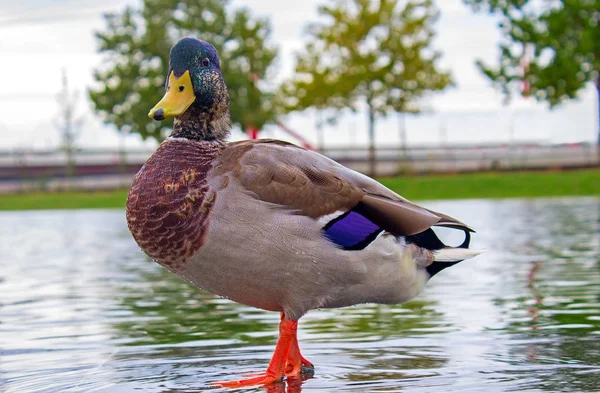 Wild duck standing in the water against a background of trees