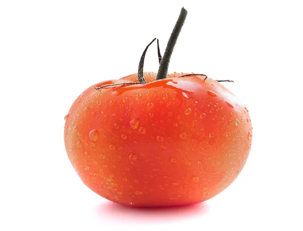 Κόκκινη ντομάτα σε ένα κλαδάκι με σταγόνες νερού — Φωτογραφία Αρχείου