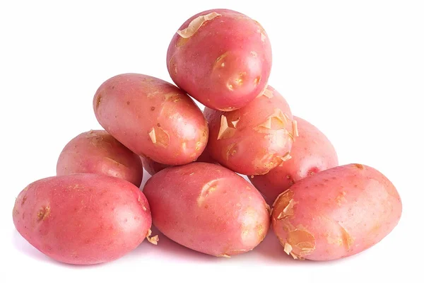 Čerstvá sklizeň červených brambor — Stock fotografie