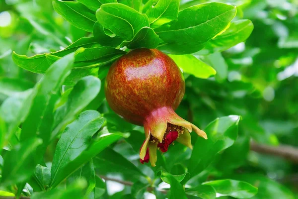 Rijp granaatappel fruit op een boomtak — Stockfoto