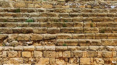 Bitkiler tarafından toz eski bir yapının duvarı