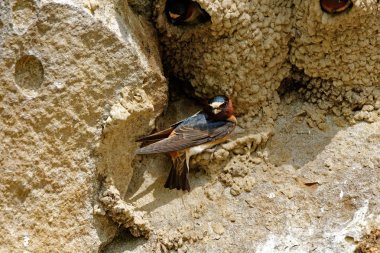 Bir uçurum kırlangıç yuva üzerinde çalışmaya başlar. Bu kırlangıçlar yuvalarına doğrudan cliff duvarları üzerine inşa edecek.