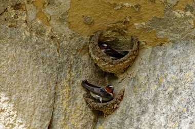 Bir uçurum kırlangıç yuva üzerinde çalışmaya başlar. Bu kırlangıçlar yuvalarına doğrudan cliff duvarları üzerine inşa edecek.