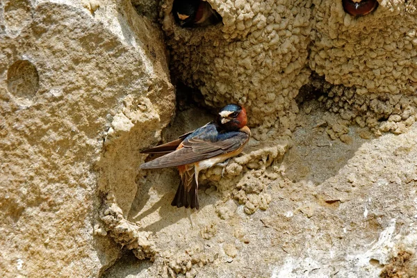 Bir uçurum kırlangıç yuva üzerinde çalışmaya başlar. Bu kırlangıçlar yuvalarına doğrudan cliff duvarları üzerine inşa edecek.