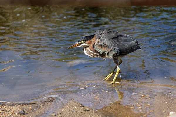 Ein Grünreiher Schüttelt Seine Federn Dies Ist Ein Junges Tier — Stockfoto