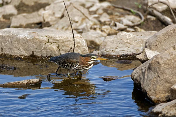 Ein Grünreiher Streift Auf Der Suche Nach Fischen Die Küste — Stockfoto