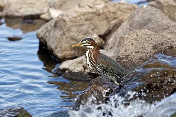 Ein Grünreiher Streift Auf Der Suche Nach Fischen Die Küste — Stockfoto