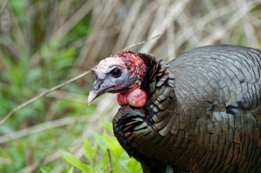 Wild Turkey fırça ile Minneapolis, Mn dolaşır. Bu büyük kuşlar sık sürüleri ve zemin gündüzleri görülür.