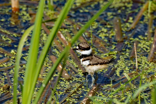 Ein Kleines Rehküken Steht Gras Diese Kleinen Ufervögel Sind Den — Stockfoto