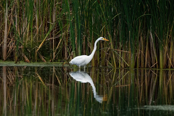 Ein Silberreiher Spiegelt Sich Wasser Während Fischt Diese Großen Weißen — Stockfoto