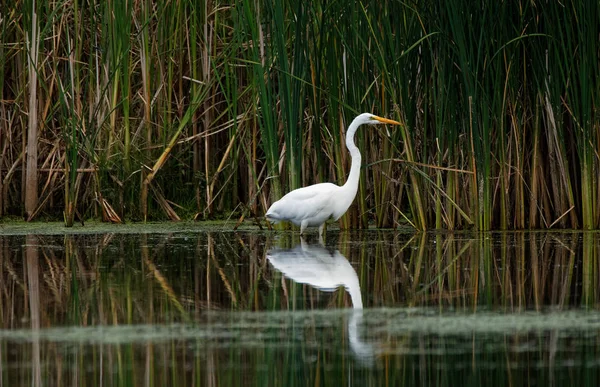 Ein Silberreiher Spiegelt Sich Wasser Während Fischt Diese Großen Weißen — Stockfoto