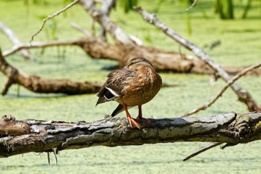 Yeşilbaş ördek bir oturum açma bir gölet üzerinde oturuyor. Onun bill onun kanat sıkışmış.