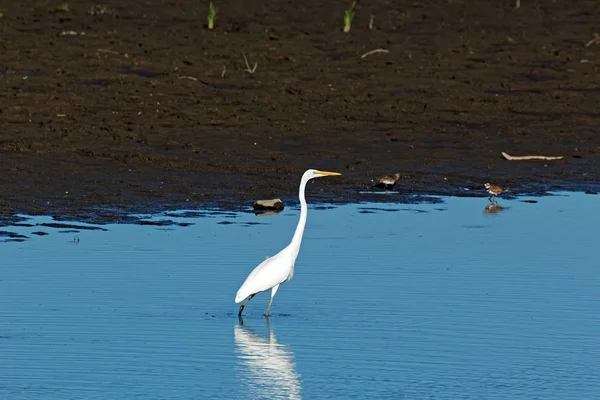 Ein Silberreiher Steht Ufer Wasser Diese Großen Weißen Reiher Pirschen — Stockfoto