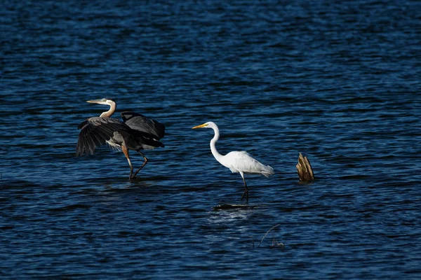 Ein Silberreiher Und Ein Silberreiher Spazieren Durch Das Wasser Der — Stockfoto