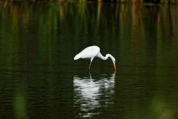 Grande Egret Reflete Água Enquanto Mergulha Seu Bico Água Estas — Fotografia de Stock