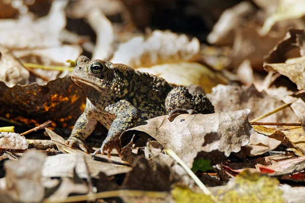 An American Toad sits on some leaves. These amphibians can be found throughout the eastern United States and Canada.
