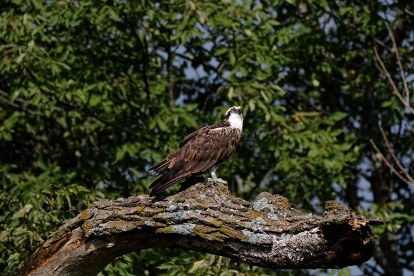 Una Osprey Sienta Sobre Árbol Estos Grandes Halcones Sumergirán Completamente — Foto de Stock