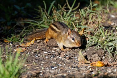Bir sincap için gıda hayvanlar için yem. Bu kemirgenler yanak torbalar içinde onların kolay ulaşım için yiyecek depolamak.