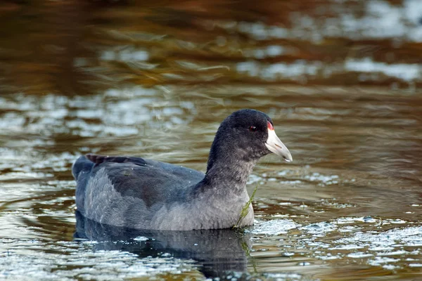 Coot Americano Repousa Placidamente Sobre Água Que Colorida Com Luz — Fotografia de Stock