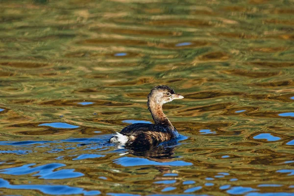 Ein Rattenschnabeltaucher Schwimmt Durch Das Von Der Untergehenden Sonne Erhellte — Stockfoto