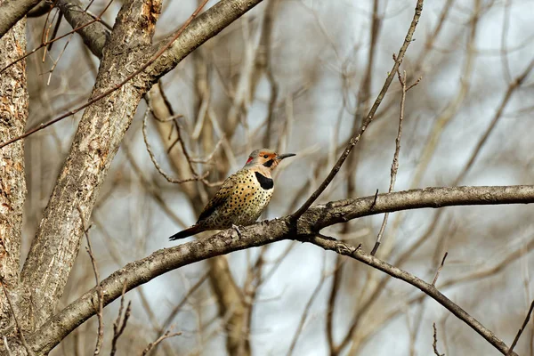 Macho Flicker Del Norte Con Ejes Amarillos Posa Árbol Estos —  Fotos de Stock