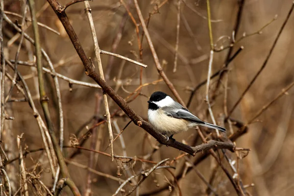 Une Mésange Capuchon Noir Perche Sur Une Branche Nue Ces — Photo