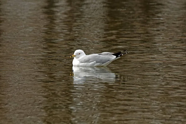 Uma Gaivota Anel Repousa Sobre Água Estas Gaivotas Podem Ser — Fotografia de Stock