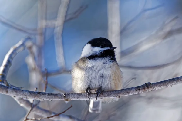 Chickadee Preto Tampado Poleiros Ramo Desencapado Com Uma Semente Estes — Fotografia de Stock