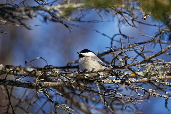 Chickadee Preto Tampado Prende Uma Semente Seu Bico Estes Pássaros — Fotografia de Stock