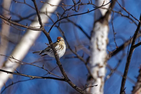 Una Redpoll Común Femenina Sienta Árbol Estas Pequeñas Aves Cantoras —  Fotos de Stock