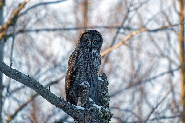 Une Chouette Grise Perche Sommet Chicots Ces Grands Rapaces Chassent — Photo