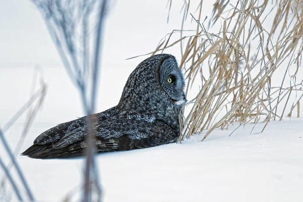 Une Chouette Grise Repose Dans Neige Ces Grands Rapaces Chassent — Photo