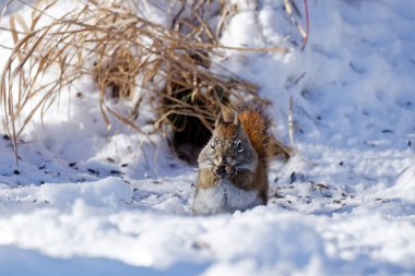 An American Red Squirrel frolics in the snow. These adorable, little squirrels can be found across North America where there are large populations of conifers. clipart